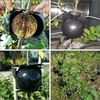 image:imageFEPITO 10 Pack Plant Rooting Device Black with 100 Pcs Nylon Self Locking Wire Ties Plant Root Growing Box for Plant Propagation Reasable Propagation Rooting Ball for Plant Cutting Seedling