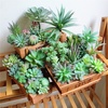image:imageFEPITO 15 Pcs Artificial Succulent Plants Green Unpotted Faux Flower Succulents Mini Echeveria Picks Bulk Stems for Home Indoor Fairy Garden Decorations15Pcs