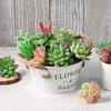 image:imageFEPITO 15 Pcs Artificial Succulent Plants Green Unpotted Faux Flower Succulents Mini Echeveria Picks Bulk Stems for Home Indoor Fairy Garden Decorations15Pcs